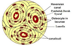 Detail Gambar Sistem Havers Nomer 10