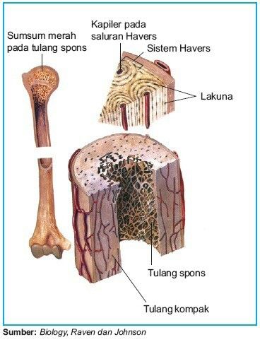 Detail Gambar Sistem Havers Nomer 14