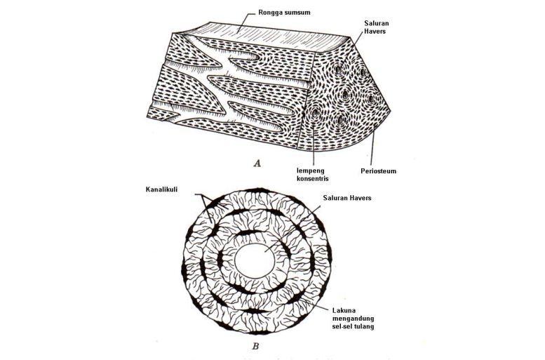 Detail Gambar Sistem Havers Nomer 19