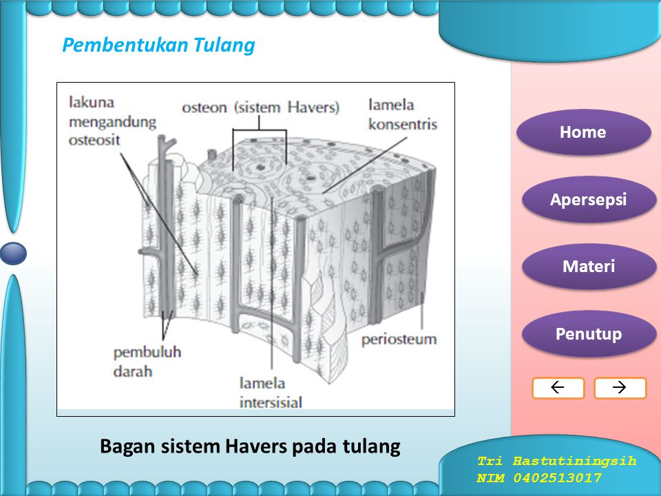 Detail Gambar Sistem Havers Nomer 27