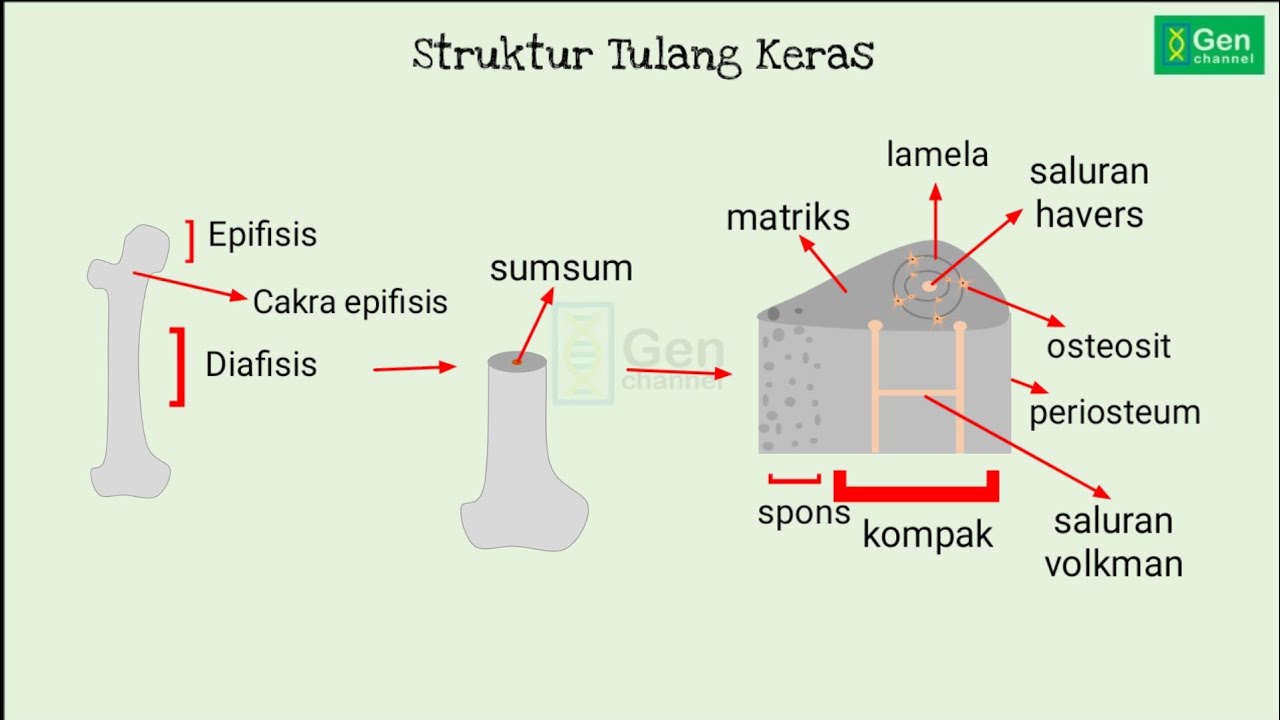 Detail Gambar Sistem Havers Nomer 29