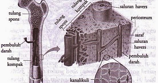 Detail Gambar Sistem Havers Nomer 43