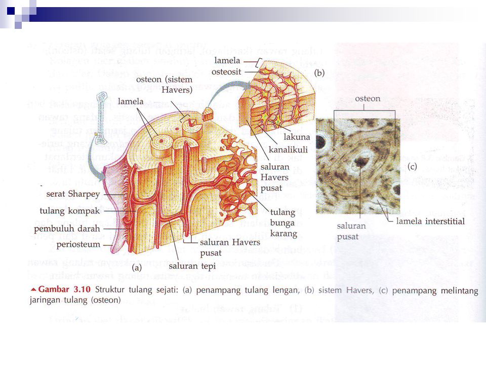 Detail Gambar Sistem Havers Nomer 49