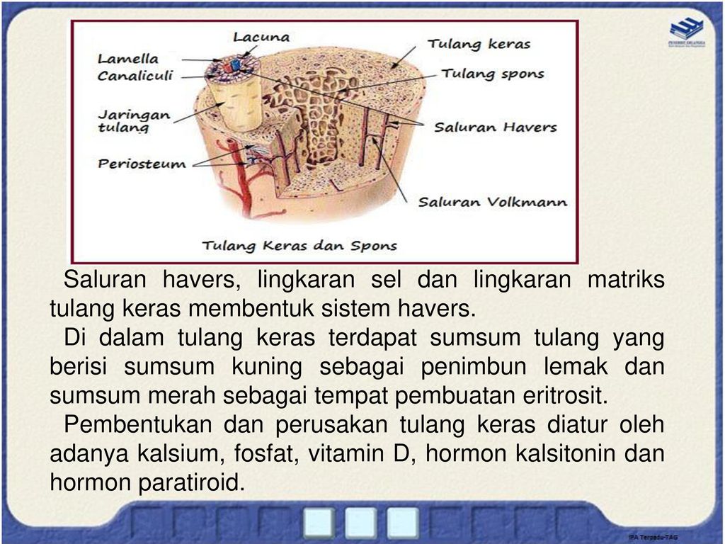 Detail Gambar Sistem Havers Nomer 50