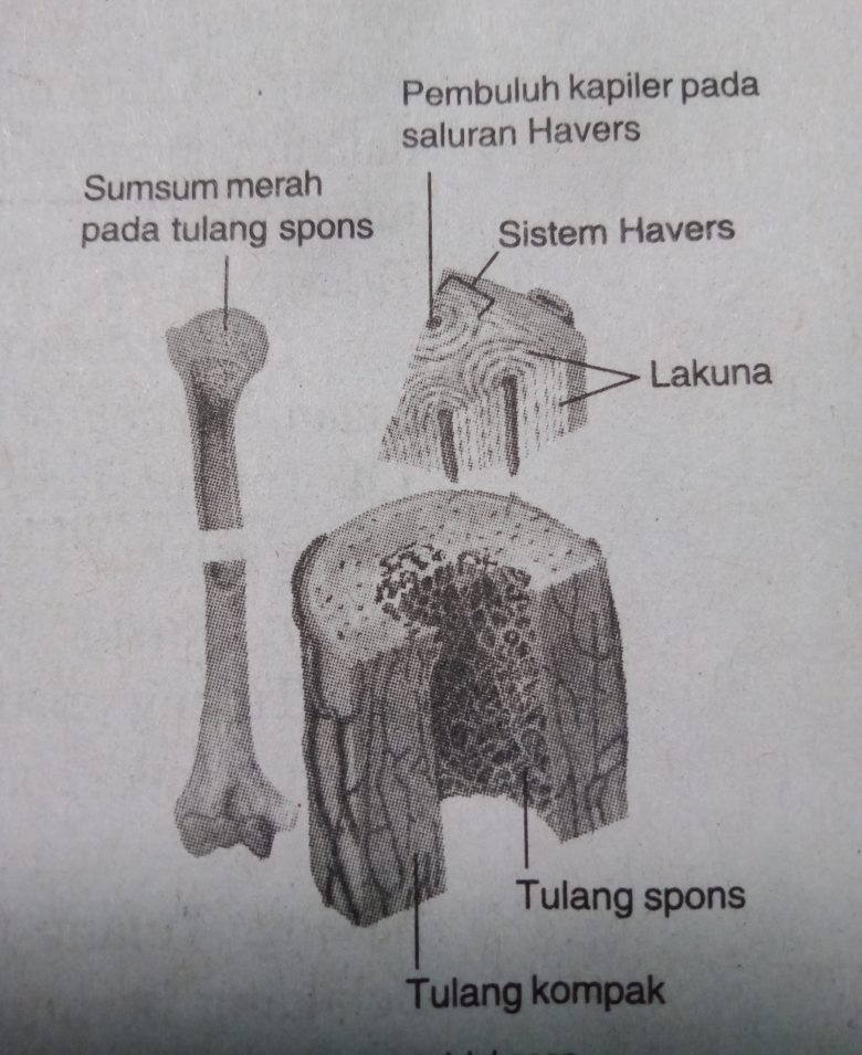 Detail Gambar Sistem Havers Nomer 54