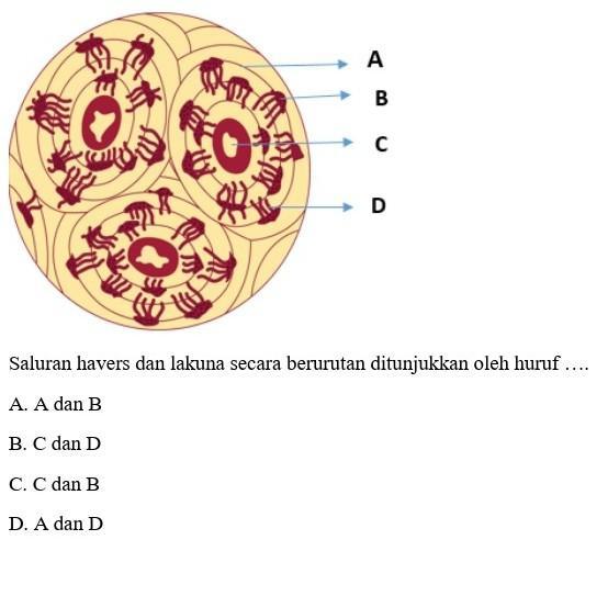 Detail Gambar Sistem Havers Nomer 9