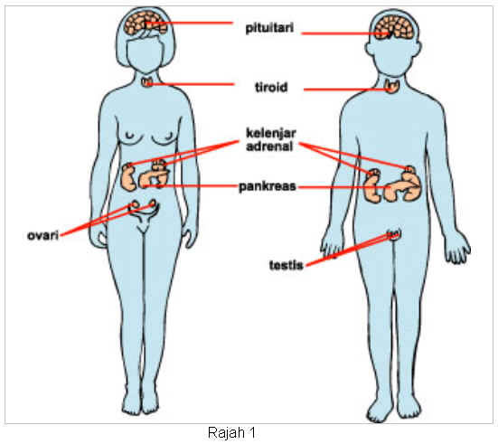 Detail Gambar Sistem Hormon Nomer 11