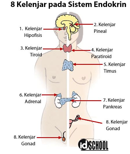 Detail Gambar Sistem Hormon Nomer 12