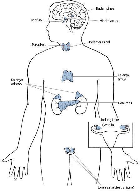 Detail Gambar Sistem Hormon Nomer 20