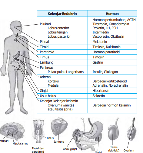 Detail Gambar Sistem Hormon Nomer 27