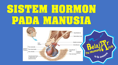 Detail Gambar Sistem Hormon Nomer 38