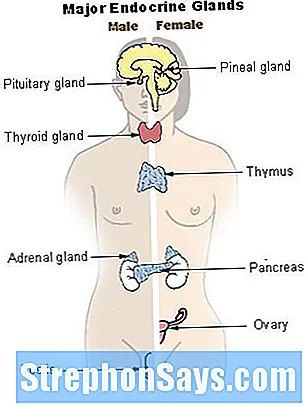 Detail Gambar Sistem Hormon Nomer 46
