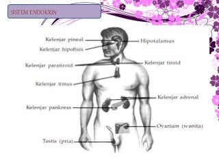 Detail Gambar Sistem Hormon Nomer 52