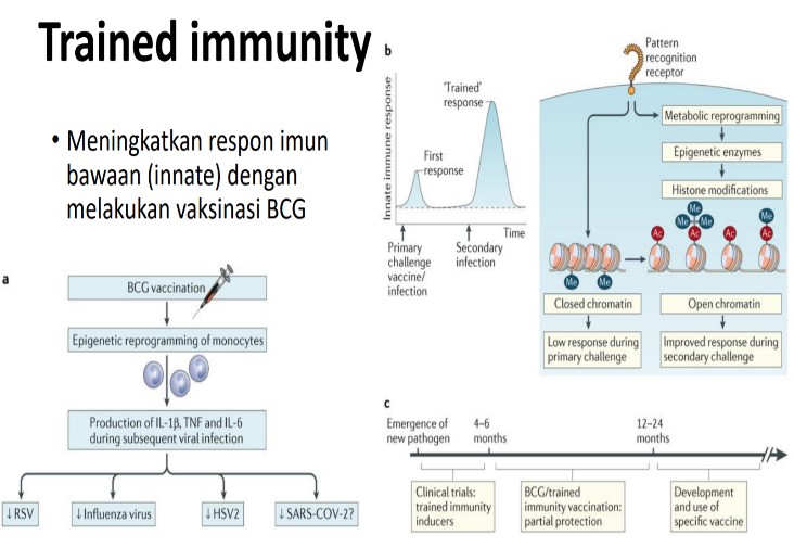 Detail Gambar Sistem Imun Nomer 24