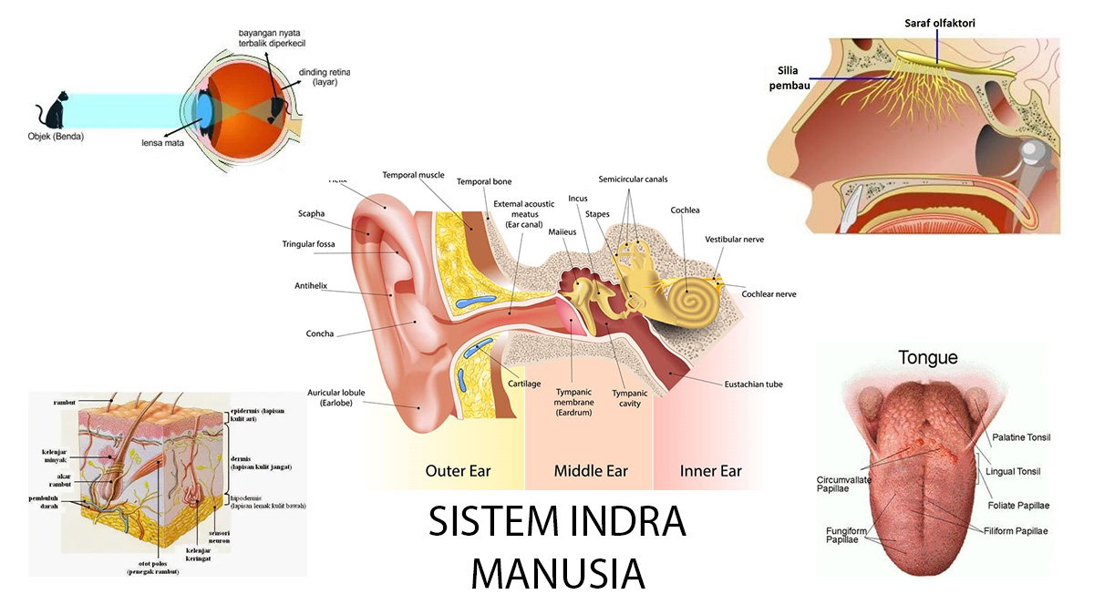 Gambar Sistem Indra - KibrisPDR