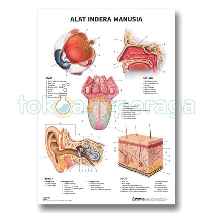 Detail Gambar Sistem Indra Nomer 10