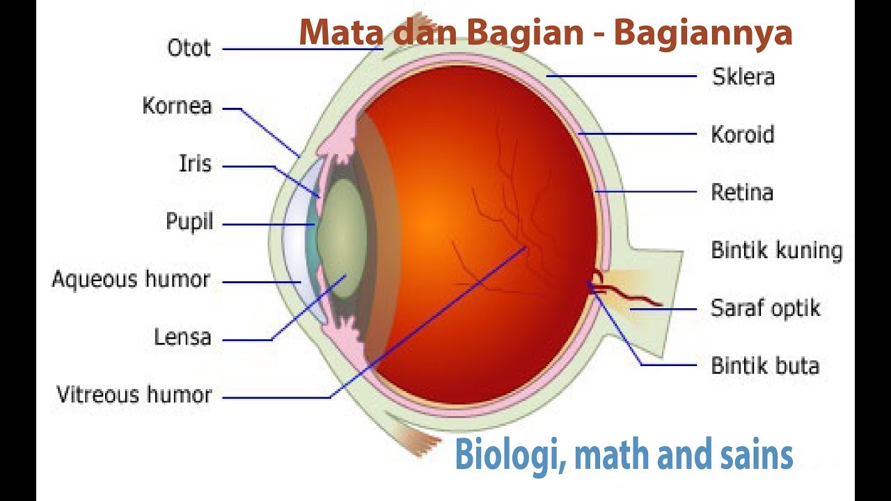 Detail Gambar Sistem Indra Nomer 15
