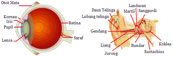 Detail Gambar Sistem Indra Nomer 16