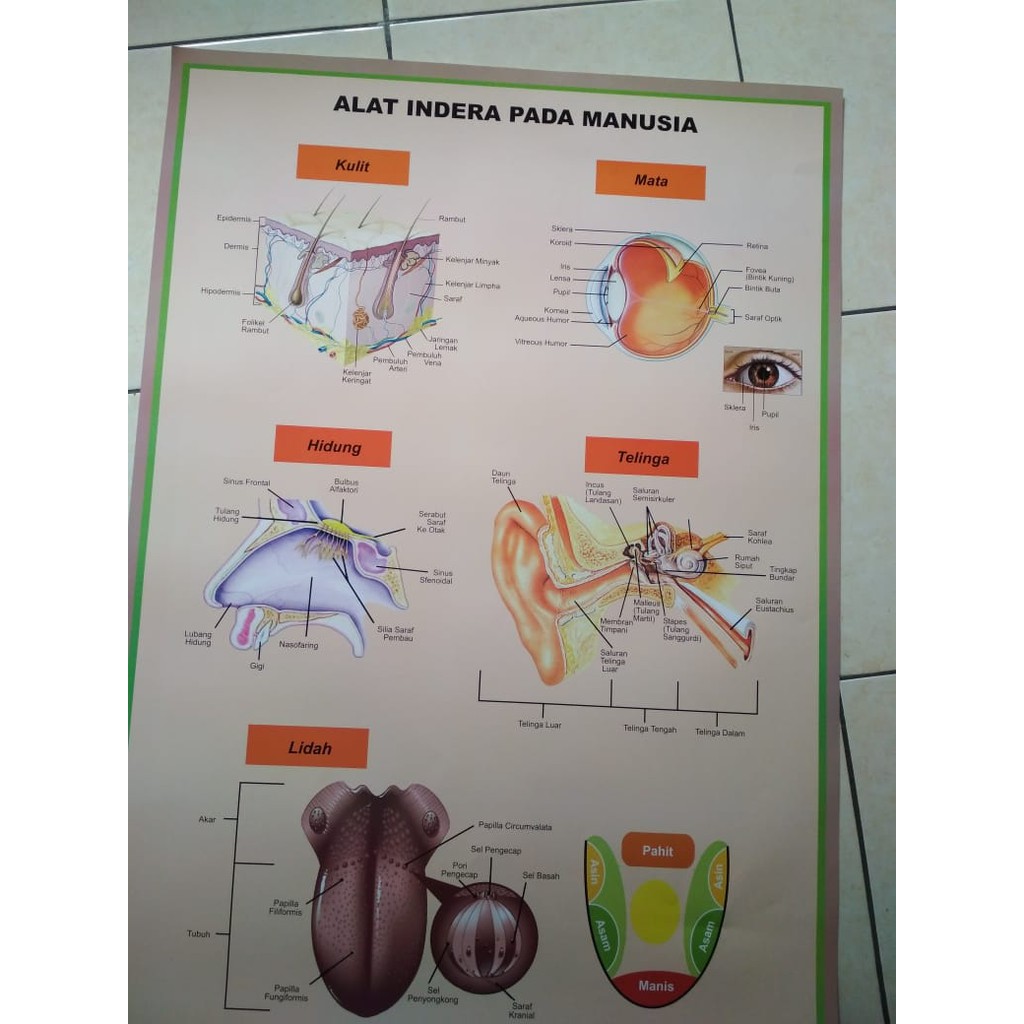 Detail Gambar Sistem Indra Nomer 19