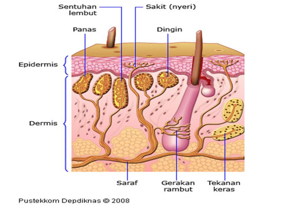 Detail Gambar Sistem Indra Nomer 20