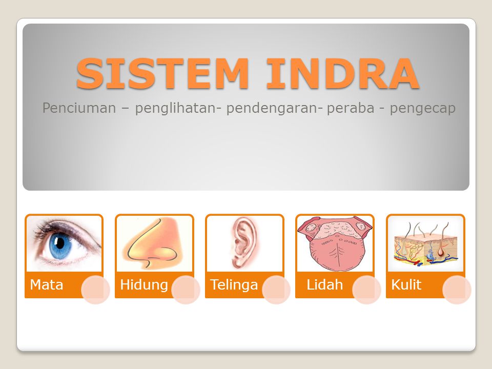 Detail Gambar Sistem Indra Nomer 21