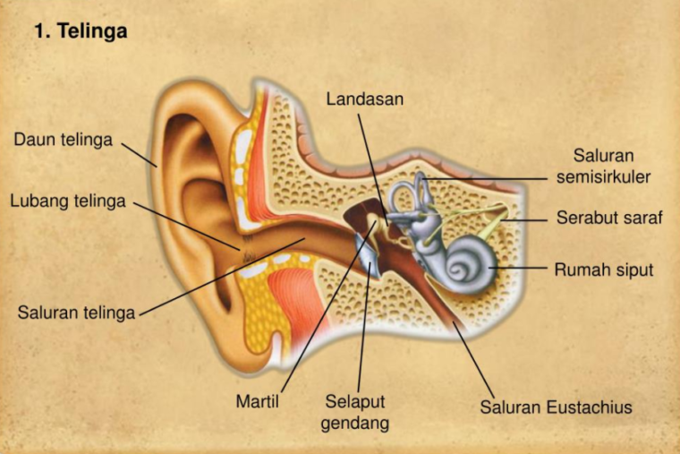 Detail Gambar Sistem Indra Nomer 26