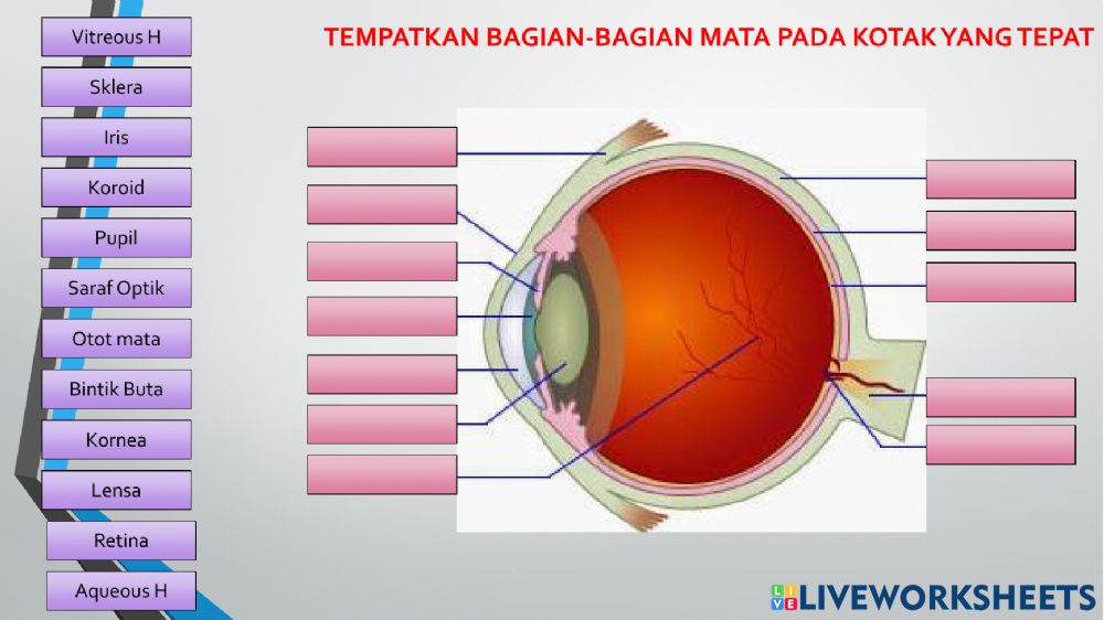 Detail Gambar Sistem Indra Nomer 29