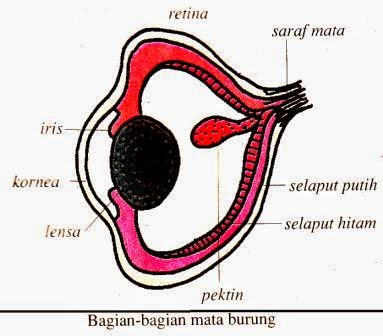 Detail Gambar Sistem Indra Nomer 34