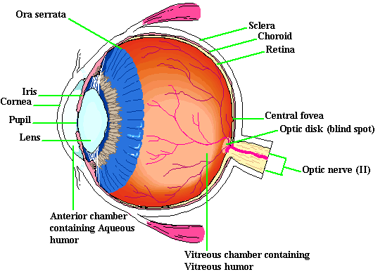 Detail Gambar Sistem Indra Nomer 35