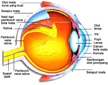 Detail Gambar Sistem Indra Nomer 36