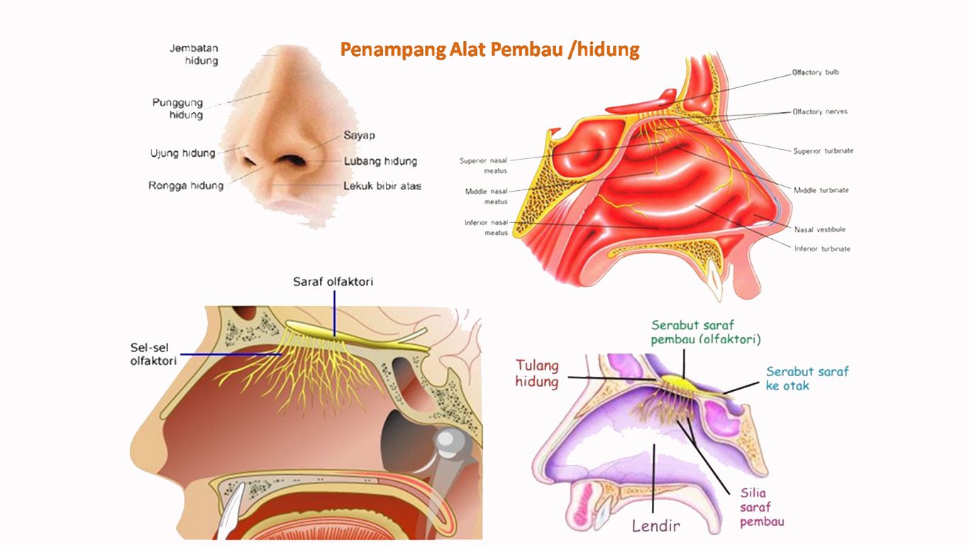 Detail Gambar Sistem Indra Nomer 37