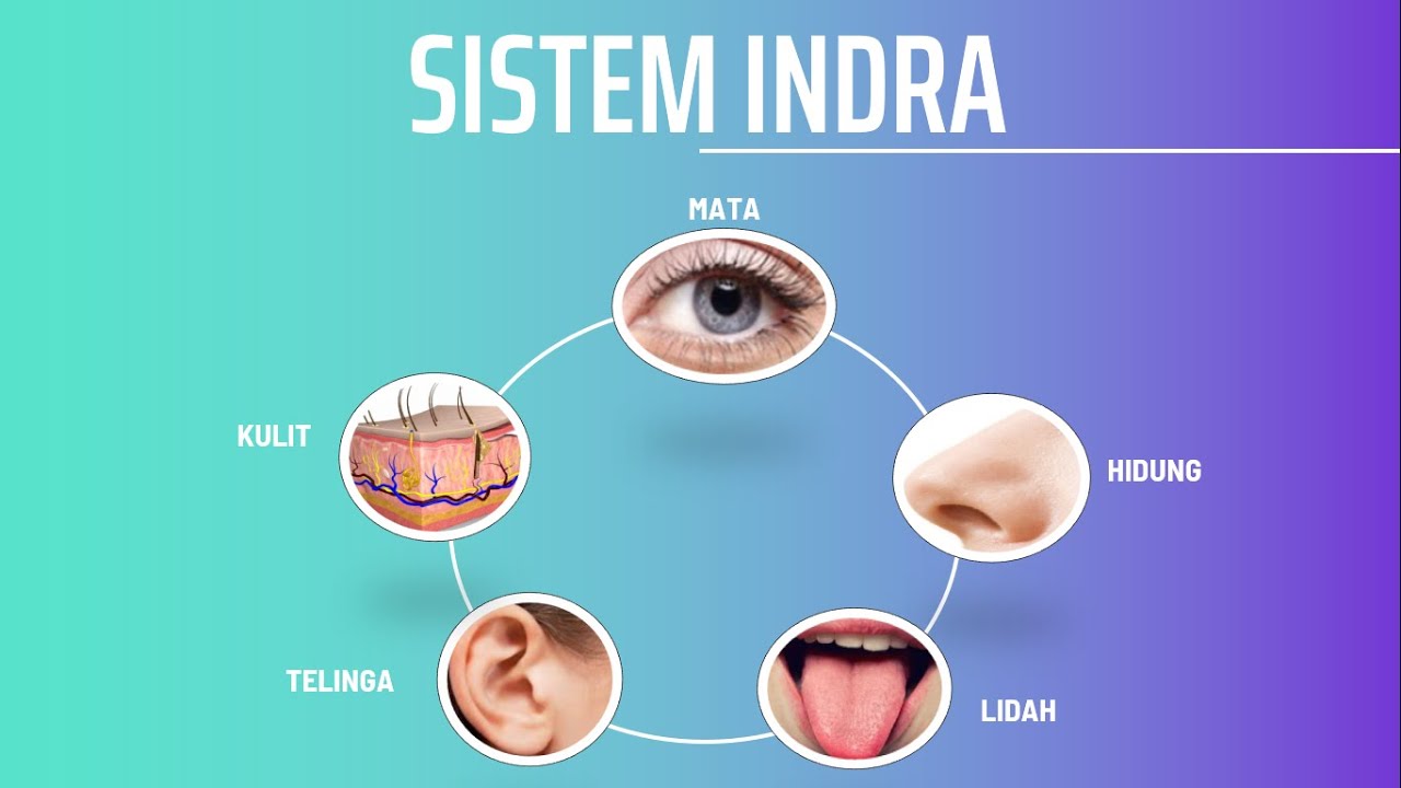 Detail Gambar Sistem Indra Nomer 38