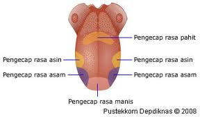 Detail Gambar Sistem Indra Nomer 39