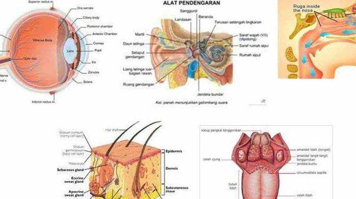 Detail Gambar Sistem Indra Nomer 5