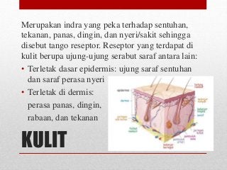 Detail Gambar Sistem Indra Nomer 47