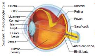 Detail Gambar Sistem Indra Nomer 49