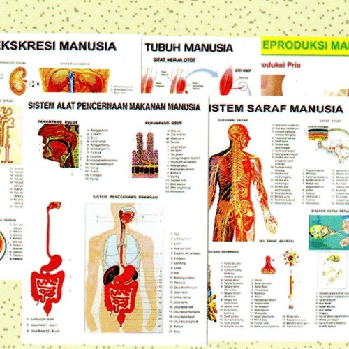 Detail Gambar Sistem Indra Nomer 51