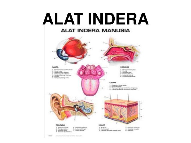 Detail Gambar Sistem Indra Nomer 52