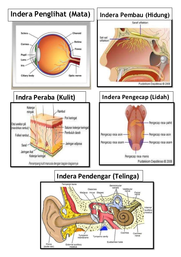 Detail Gambar Sistem Indra Nomer 8