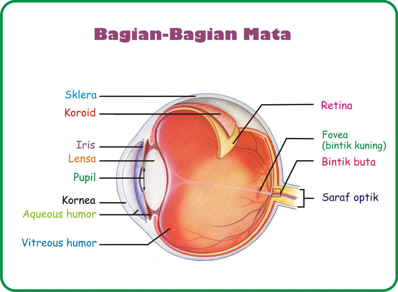 Detail Gambar Sistem Indra Nomer 9