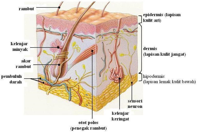Gambar Sistem Integumen - KibrisPDR