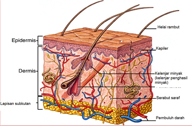 Detail Gambar Sistem Integumen Nomer 2