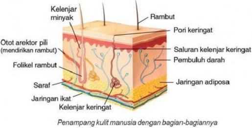 Detail Gambar Sistem Integumen Nomer 10