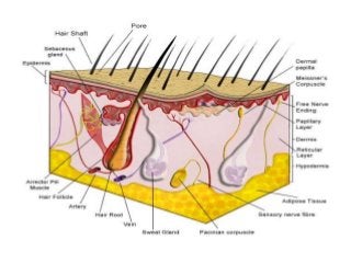 Detail Gambar Sistem Integumen Nomer 11