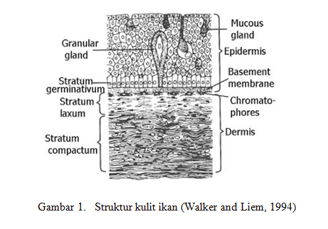 Detail Gambar Sistem Integumen Nomer 14