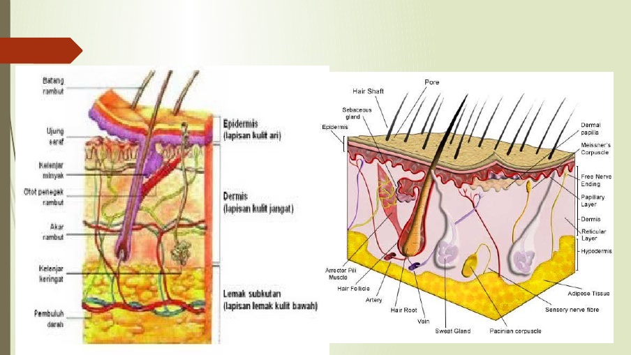 Detail Gambar Sistem Integumen Nomer 17