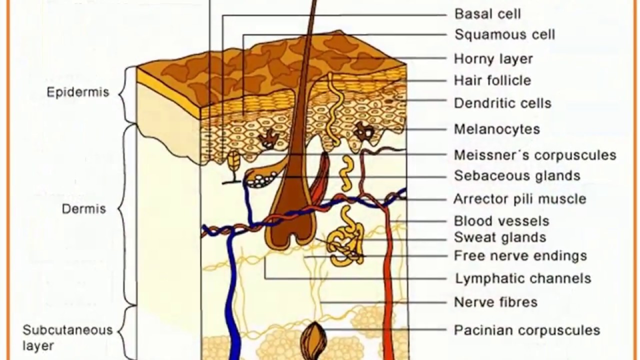 Detail Gambar Sistem Integumen Nomer 3