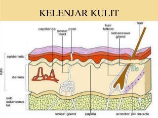 Detail Gambar Sistem Integumen Nomer 20