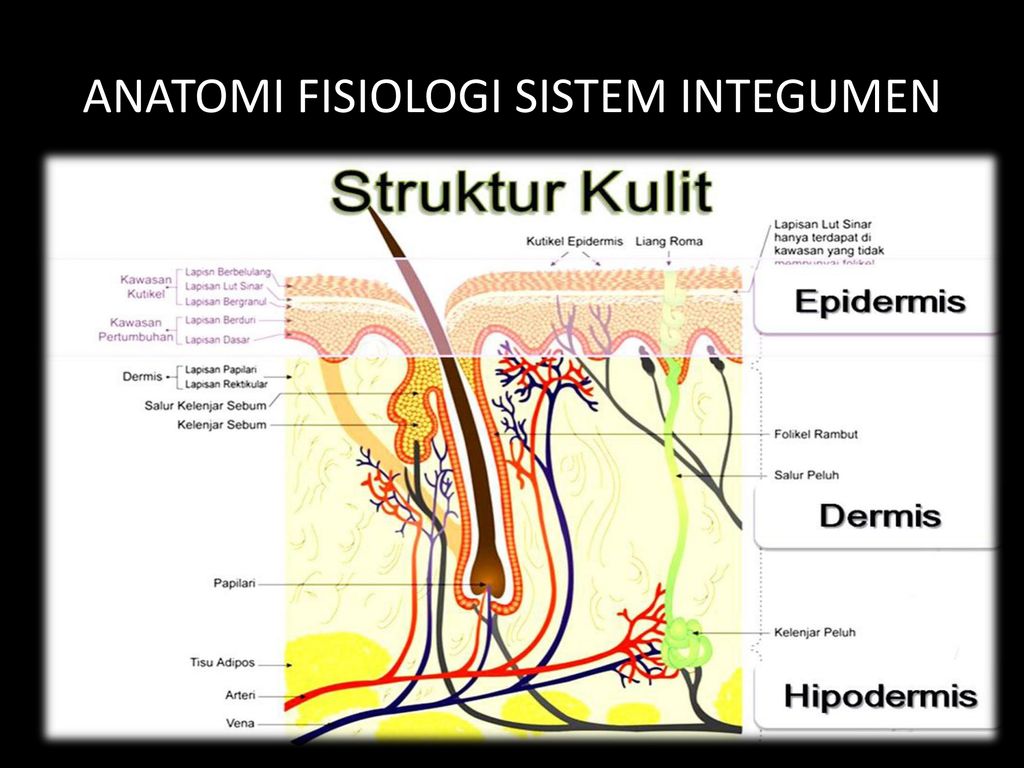 Detail Gambar Sistem Integumen Nomer 24