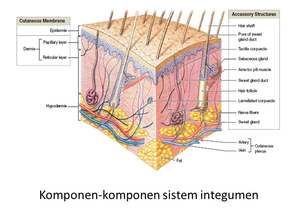 Detail Gambar Sistem Integumen Nomer 25